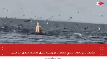 مشهد نادر لحوت بريدي يصطاد فرائسه شرق دمسك يذهل الباحثين